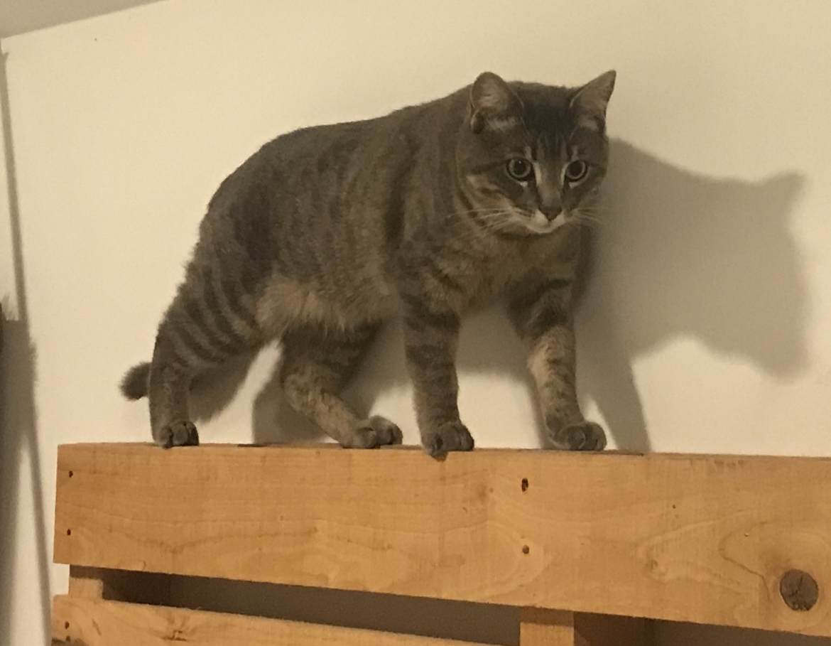 Ricky the cat
